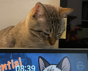 Looping - 06/11/2025