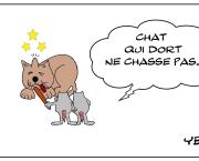 Chat au ( bout de ) bois  (sur le crâne ) dormant