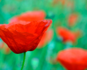 Mini expo photo 20 : Les taches rouges