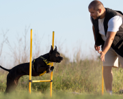 Entraînez votre chien en 15 minutes par jour