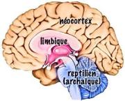 La guerre des cerveaux