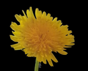 Pissenlit