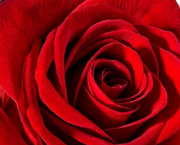 LA ROSE ET L'ECRIVAIN