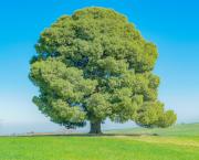 Arbre mémorable