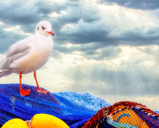 Mouette rieuse et les boules jaunes.