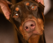 Panodyssey dans un Jeu de Quilles