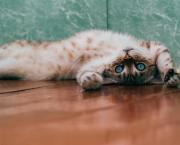 "Une maison sans chat est un aquarium sans poisson"