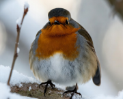 Les petits oiseaux qui ne voulaient pas grandir