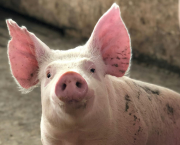 Cochon
