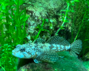 Concours Gastro policier avec Create For Better Life (CFBL)