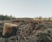 La déforestation impunie !