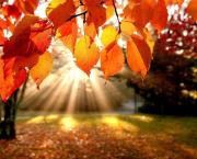 Novembre mon automne