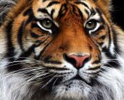 Le Tigre sous le masque
