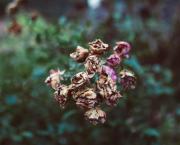 Le silence fane les fleurs