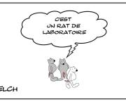 Rat de laboratoire