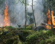 Feu de forêt