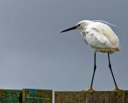 Les oiseaux de la réserve ornithologique du Teich