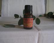 TEA TREE- Arbre à Thé