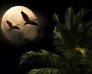Vol de nuit