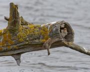 Les moineaux de la réserve ornithologique du Teich