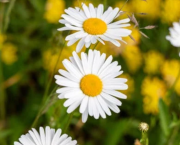 Marguerite