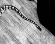 Nagini