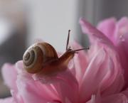 L'escargot qui parlait aux oiseaux