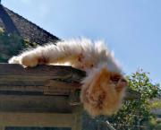 Suggestions de rotation