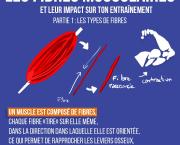Les fibres musculaires et leur impact sur ton entraînement