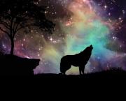 Le vieux loup
