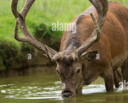 Jour numéro 5 : Cerf