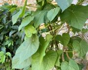 Le jardin du 31 Juillet 