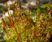 Syndrome de la page blanche