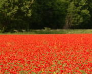 LE CHANT DE L'HÉLICE ET LA SAINTE SINÉCURE