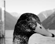 Le Canard Courgette