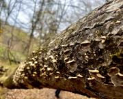 Mikorrhiza