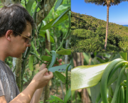 La Vanille Pompona : L'Antithèse de la Vanille que Vous Connaissez