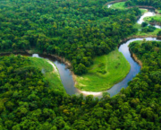 Plant for the Planet: Billion Trees Project