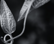 La douce mélancolie