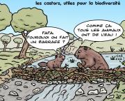 les castors et la biodiversité