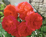 La renaissance: Un progrès quiz