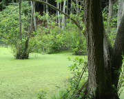 Marais