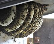 Les abeilles se souviennent de Joseph Benet