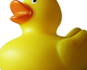Tout sur le canard, ou presque