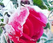 Trois voeux et un désir