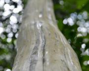 Arbres, Racines et vieilles Branches