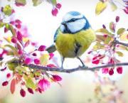 Accueil du printemps