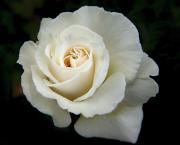 Rose blanche