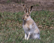 Juin: Les lapins sont exclus