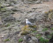 Les silences de Cherbourg